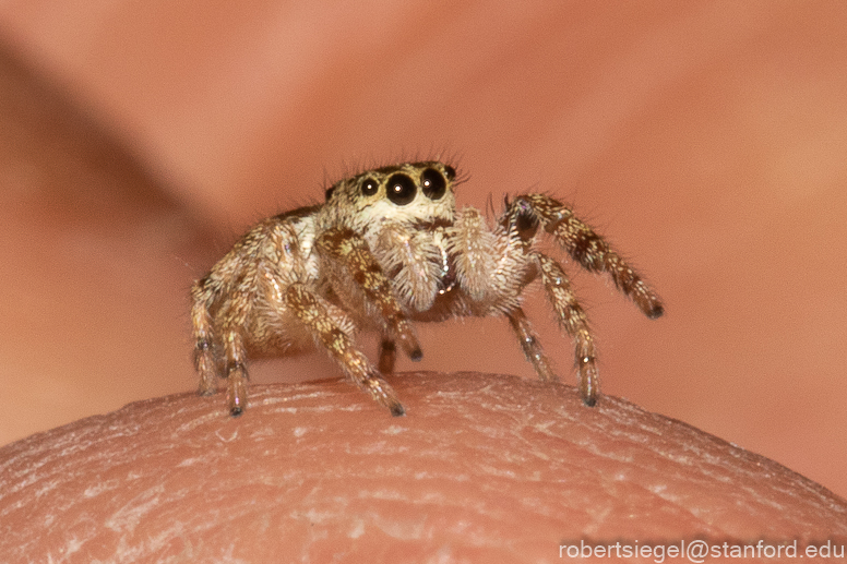 jumping spider